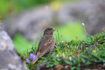 Red-Fronted Rosefinch (Carpodacus puniceus) female in Sichuan, C