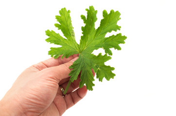 Hand holding SCENTED GERANIUMS leaf close up mosquitoes repellen