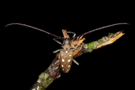 Mango stem borer, Black-raised-spot longhorn  in nature