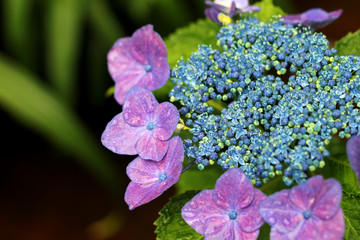 紫陽花　アジサイの花