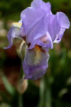 Lavender Colored Iris Flower