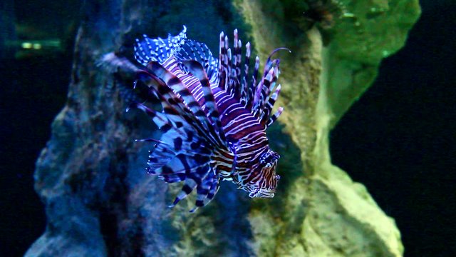lion fish