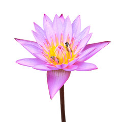 Purple lotus flower
