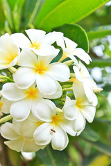 Naklejka premium White lelawadee flower