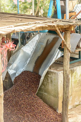 arabica coffee fresh cereal of Thailand ,Aromatherapy