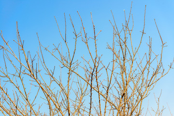 branch of Dead tree effect on blue sky background