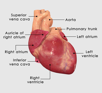 human Heart
