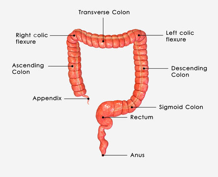 Large intestine