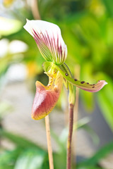 Nepenthe tropical carnivore plant