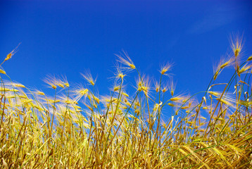 Obraz premium wheat on blue sky