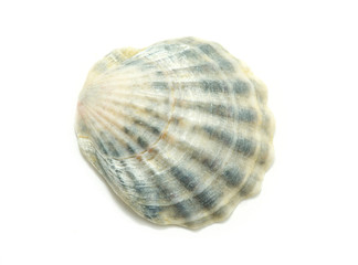 shell
