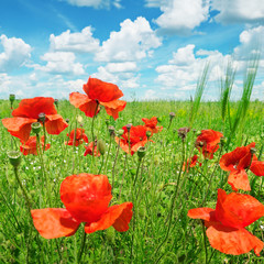 poppies on green field