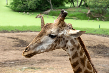 giraffe