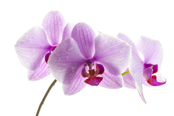 Fototapeta na wymiar Pink streaked orchid flowers