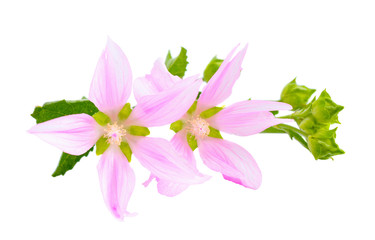 Flowers Althaea (genus) isolated on white background.