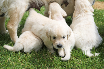 Golden-Retriever-Welpen (5 Wochen)