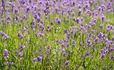 Violet flowering Lavender