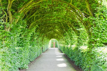 Foto op Plexiglas Walkway with green trees © TravelWorld
