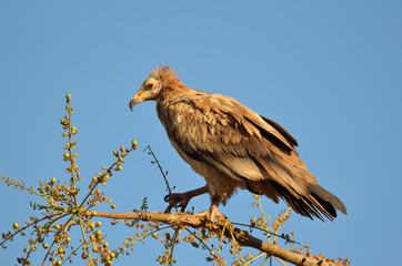Стервятник (Neophron Percnopterus)  на ветке дерева