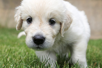 Golden-Retriever-Welpe (5 Wochen)