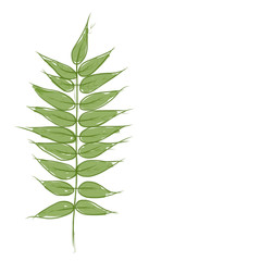 Green petal sketch for your design