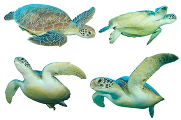 Photo sur Plexiglas Tortue Sea Turtles isolated on white