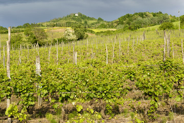 Fototapeta na wymiar hilly vineyard near Volpedo, Piedmont, Italy