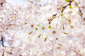 桜のイメージ