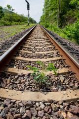 Fototapeta premium Small plant grow up between the railway