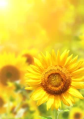 Gartenposter Leuchtend gelbe Sonnenblumen © frenta
