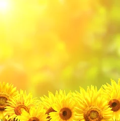 Photo sur Plexiglas Marguerites Bright yellow sunflowers