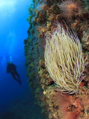 Naklejka na ściany i meble Reef wall with anemone and scuba diver