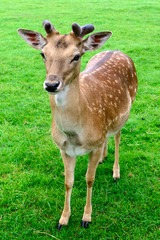 junger Rehbock - Reh - Hirsch