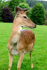 Reh - Rehbock