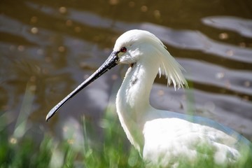 Eurasian Spoonbill