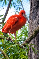 Scarlet ibis