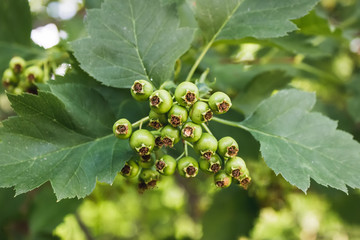Hawthorn berries