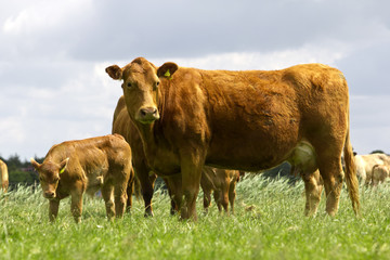Brown cow with   young calf