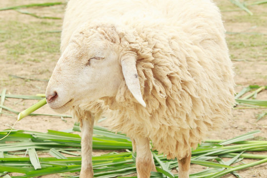 White sheep smile eating grass