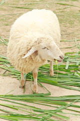 White sheep happy is eating grass