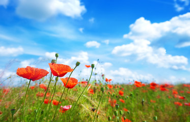 Naklejka premium Flowers poppy on a background of the blue sky