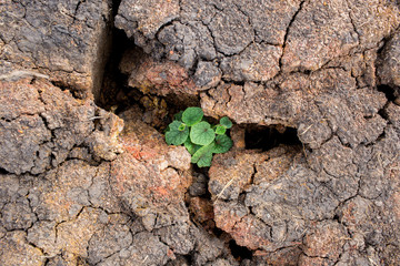 Fototapeta premium Small plant grow up between crack up land