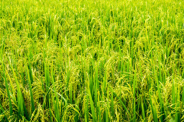 rice field background