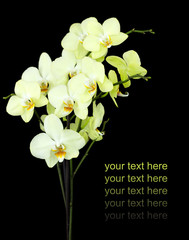 group of yellow orchids