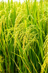 rice field background