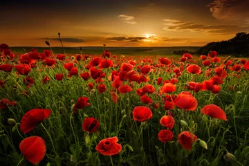 Peel and stick wall murals Poppy Poppy field at sunset