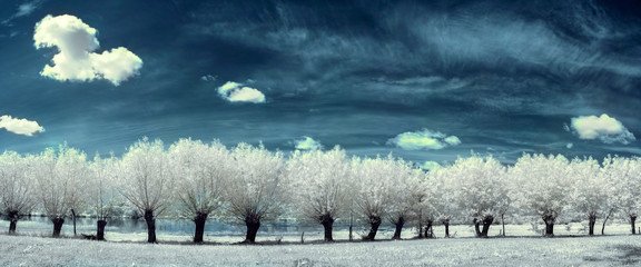 willows in the infrared - 66379937