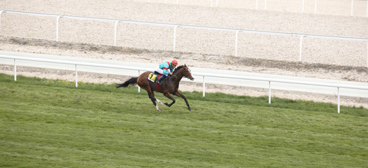 Race horse and jockey running in the track