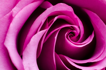Fototapeta na wymiar Pink rose