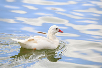 Swimming white duck on sunny day